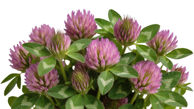 Pink clover flowers with green leaves