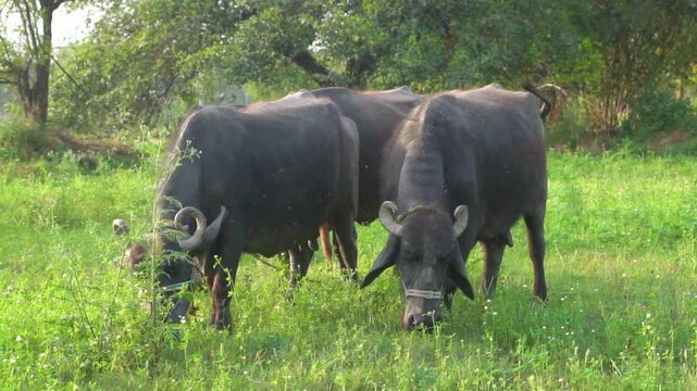 A peaceful scene of Pakistani buffaloes grazing in the lush fields of Punjab, Pakistan. Perfect for showcasing rural life and agriculture in Pakistani countryside
