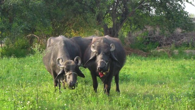 A peaceful scene of Pakistani buffaloes grazing in the lush fields of Punjab, Pakistan. Perfect for showcasing rural life and agriculture in Pakistani countryside