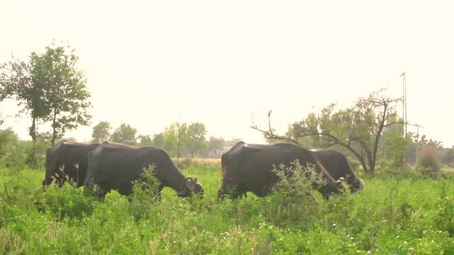 A peaceful scene of Pakistani buffaloes grazing in the lush fields of Punjab, Pakistan. Perfect for showcasing rural life and agriculture in Pakistani countryside