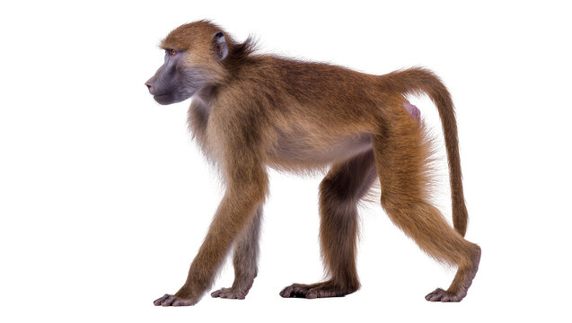Baboon monkey profile view with fur and tail