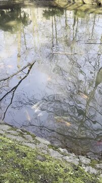 Crystal Clear Forest River with Fish Swimming Beneath Reflective Water Surface in Natural Woodland