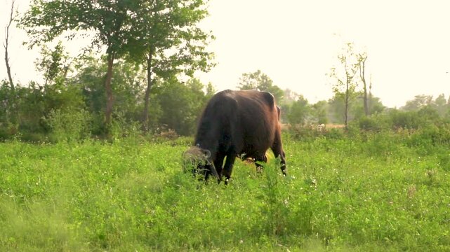 A peaceful scene of Pakistani buffaloes grazing in the lush fields of Punjab, Pakistan. Perfect for showcasing rural life and agriculture in Pakistani countryside