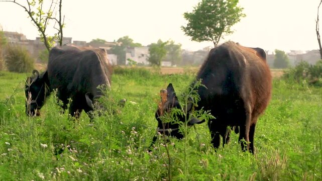 A peaceful scene of Pakistani buffaloes grazing in the lush fields of Punjab, Pakistan. Perfect for showcasing rural life and agriculture in Pakistani countryside