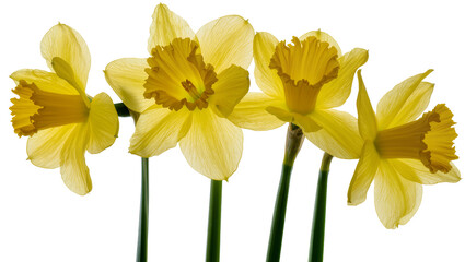 Fototapeta premium Four yellow daffodils with ruffled trumpets and green stems