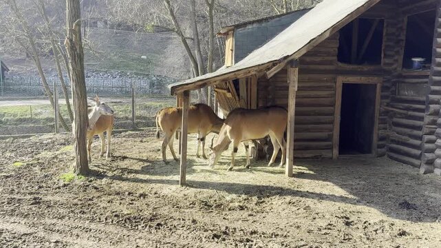 Antelopes Resting Near Rustic Wooden Shelter in Wildlife Park on Sunny Day