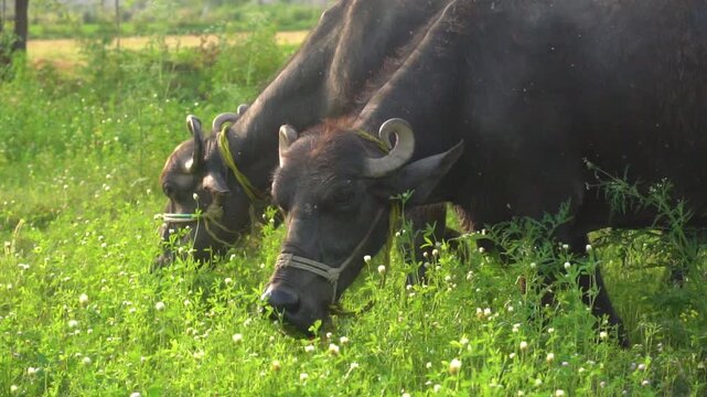 A peaceful scene of Pakistani buffaloes grazing in the lush fields of Punjab, Pakistan. Perfect for showcasing rural life and agriculture in Pakistani countryside