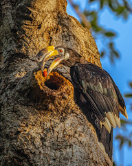 Oriental pied Hornbill © YK