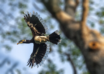 Oriental pied Hornbill © YK