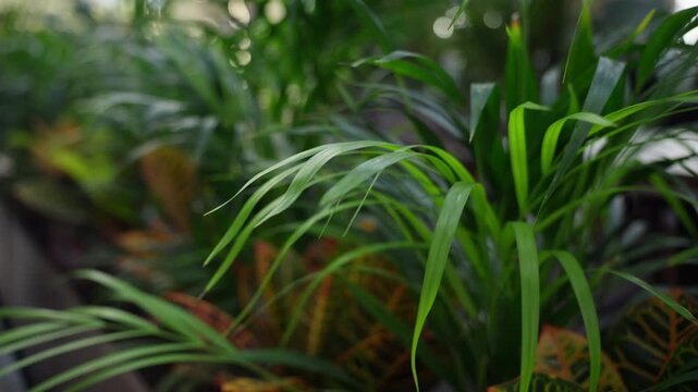 Lush areca palms and colorful croton plants growing in long decorative planter at elegant outdoor restaurant terrace, creating stylish natural divider in modern hospitality setting.