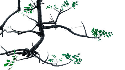 Obraz premium Sparse green leaves on a dark tree branch against a transparent background, close up low angle