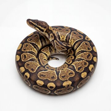 Ball python snake curled up in a circle