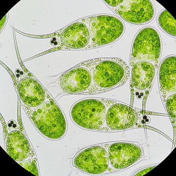 Green Microscopic Algae Cells Floating in Bright Laboratory Slide View