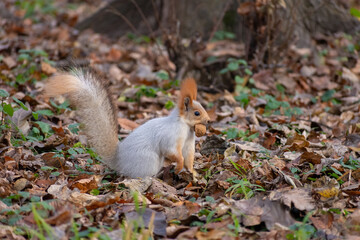 Squirrel holding a walnut in its mouth on the ground covered with autumn leaves. Wildlife animal in the forest. Nature, foraging and preparation for cold winter season environment. © Natalia