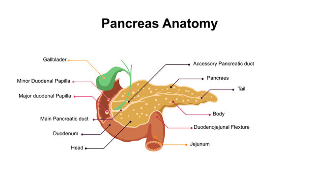 Pancreas Anatomy Illustration with Duodenum and Gallbladder