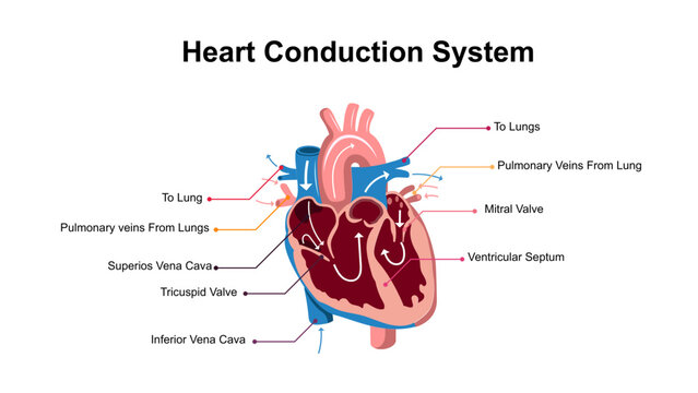 Heart Conduction System Diagram