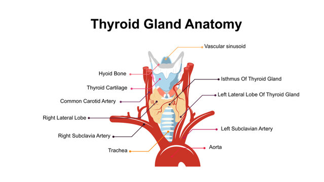 Thyroid Gland Anatomy Illustration
