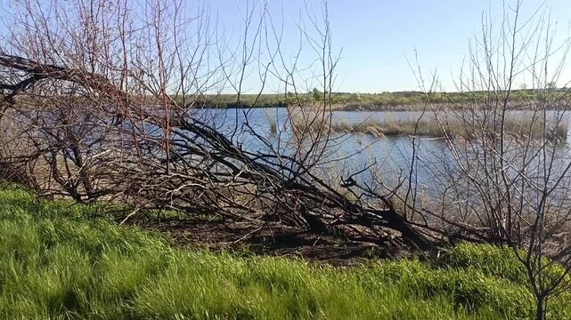 A burnt tree in the grass near the river. Consequences of a forest fire