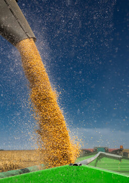 Corn harvest and grain unloading in agricultural field