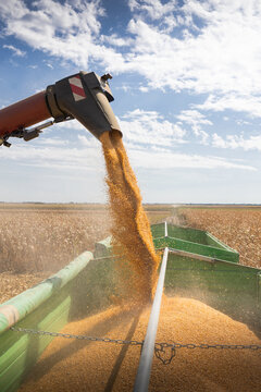 Harvested maize grain transfer during autumn harvest