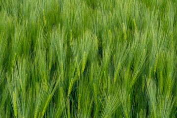 Fototapeta premium Green wheat field growing in the countryside during spring under a clear blue sky