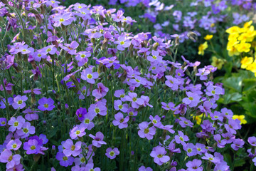 Fototapeta premium Blue forget-me-nots