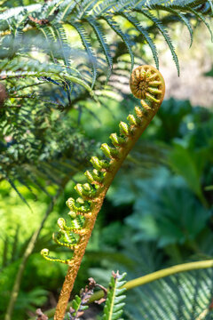 Young curled fern frond unfurling in a lush green environment
