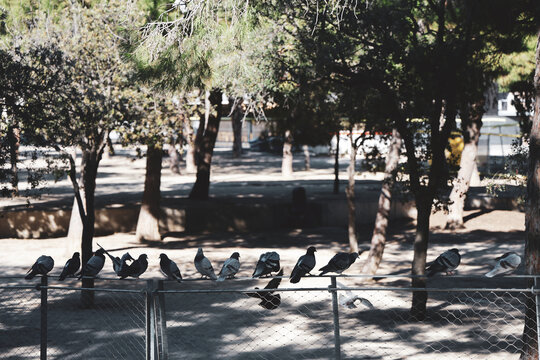 Pigeons sur la cl&ocirc;ture du parc. Mise au point s&eacute;lective. Barcelone.