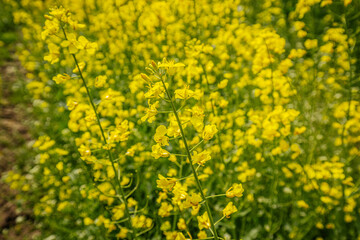 Fototapeta premium Bright yellow flowering plants in a lush green field, showcasing vibrant blossoms and delicate stems under natural sunlight in a rural landscape