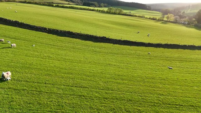 Cinematic drone shot of beautiful rolling green hills with sheep and stone walls in rural landscape