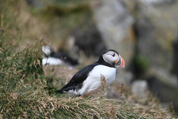 Obraz premium Atlantic Puffin