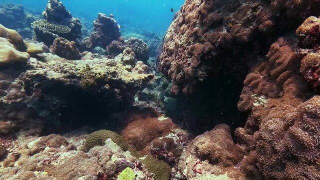 Observe the vibrant coral reef ecosystem teeming with small fish in the clear waters of Similan Islands Thailand. Healthy marine life thrives here