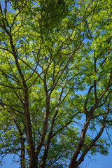 Fototapeta premium Bright green tree branches reach towards a clear blue sky on a sunny day in a park during mid-afternoon
