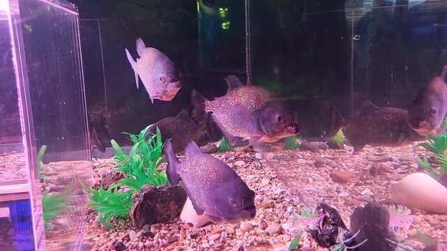 Glistening piranhas with open mouths move slowly through the water