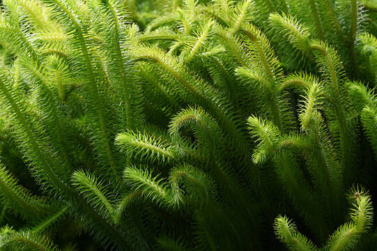 A detailed close-up photograph of vibrant green club moss with dense