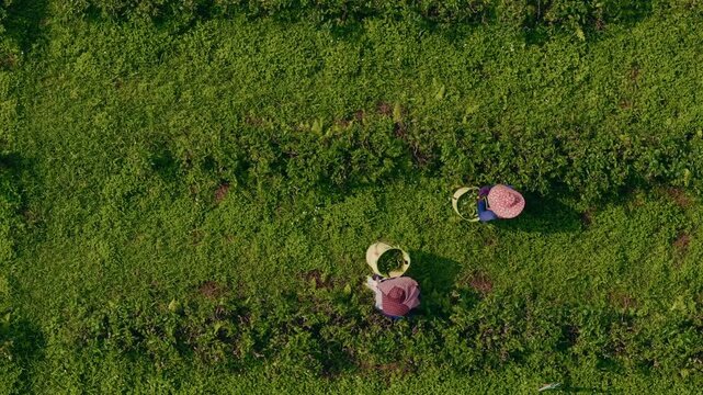 Farm workers picking tea plants in dense plantation rows.