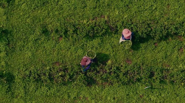 Single farmer picking crops in dense green plantation overhead view.
