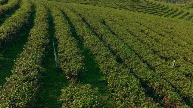 Aerial view of harvesters picking tea on green terraces.