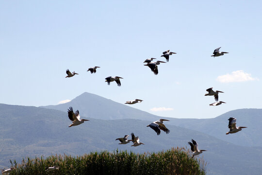 Pelicans in Lake Eber. Afyonkarahisar, Turkey.