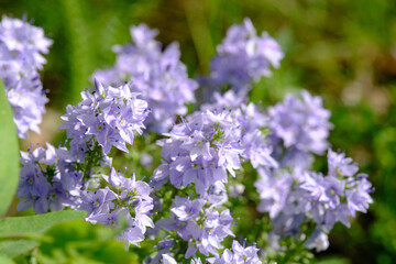 Obraz premium Beautiful blooming purple veronica flowers growing in sunny green garden field, soft focus view.