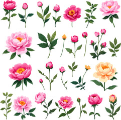 Obraz premium Pink Peony Blossoms, Buds and Botanical Elements Collection, Floral Clipart Set for Wedding and Stationery Design