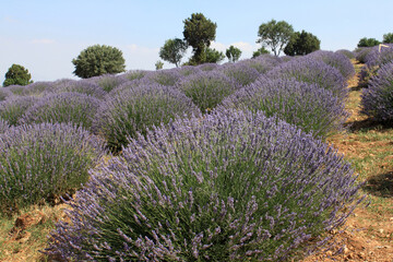 Obraz premium A lavender farm in Turkey.