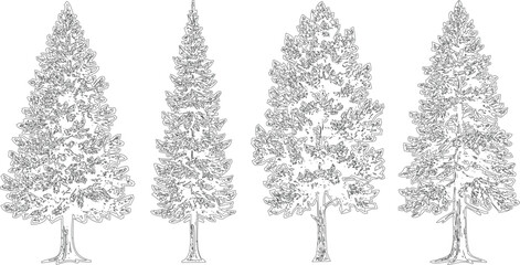 Four coniferous trees in outline style on transparent background suitable for winter or forest themes. © MD ALI STOCK
