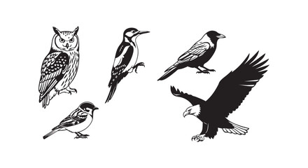 Fototapeta premium Realistic bird species collection featuring owl and woodpecker and crow and sparrow and eagle in monochrome graphic style.
