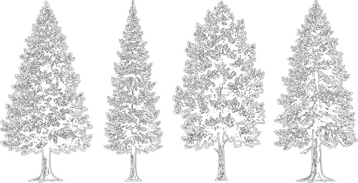 Four coniferous trees in outline style on transparent background suitable for winter or forest themes.