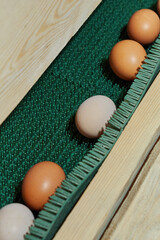 Farm-fresh eggs on the egg collection line in a modern chicken coop. © Аліна Костюк