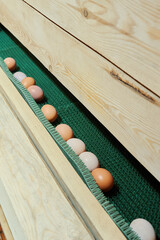 Many fresh farm eggs on the egg collection line in a modern chicken coop. © Аліна Костюк