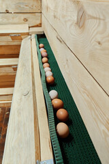 Many fresh farm eggs on the egg collection line in a modern chicken coop. © Аліна Костюк