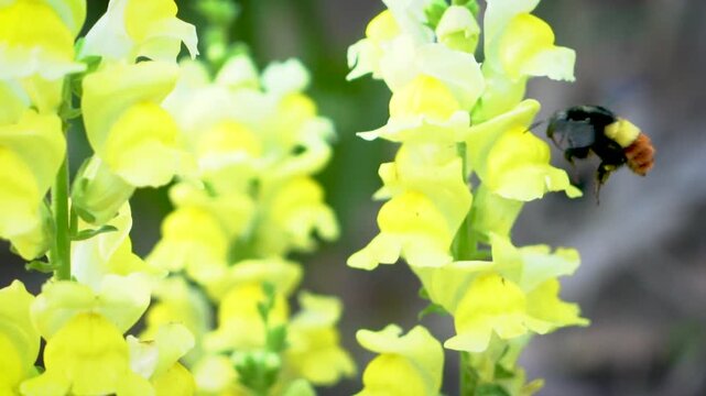 Slow motion Insect bees gather nectar on rapeseed flowers honey bee busy in oilseed field works hard to collect the pollen honey at spring sunny day