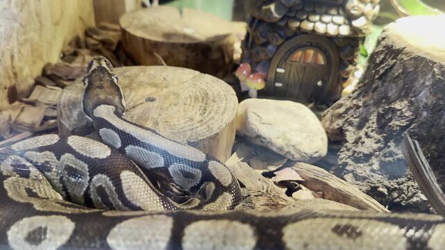 Ball python coiled in an indoor terrarium enclosure